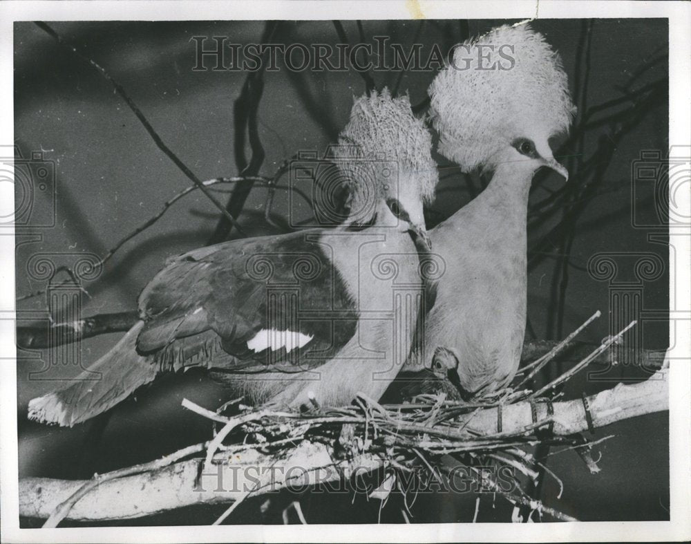 1954, Clleveland Zoo Pigeon - RRV75537 - Historic Images