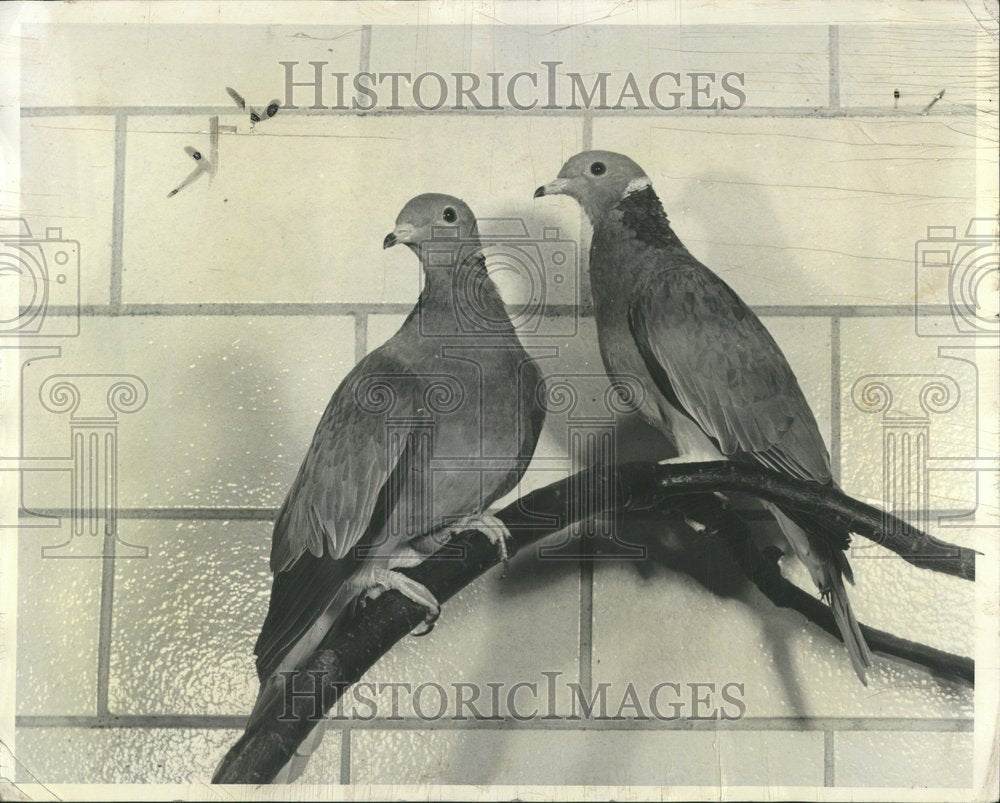 1954 Birds Pigeons Band Tailed-Historic Images