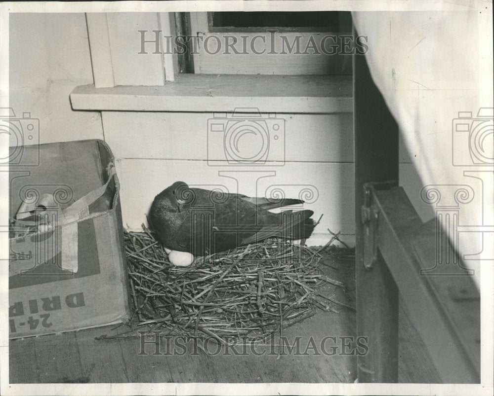 1952, Pigeon nest Mrs Tucker Calumet City - RRV75543 - Historic Images