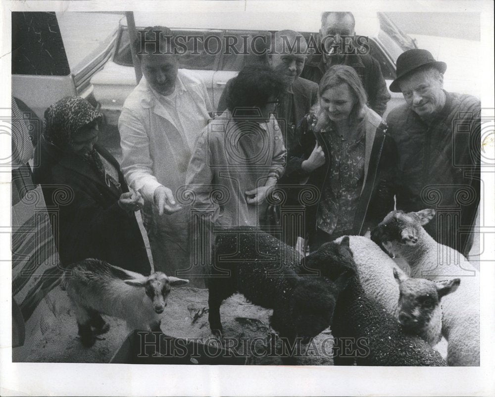 1969 Lambs for Easter Dinner-Historic Images