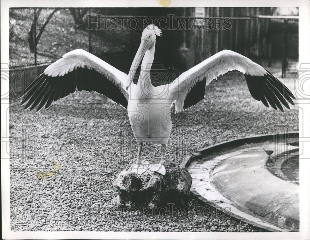 1955 Press Photo Pelican London Zoo Catches Fish - RRV75601 - Historic Images