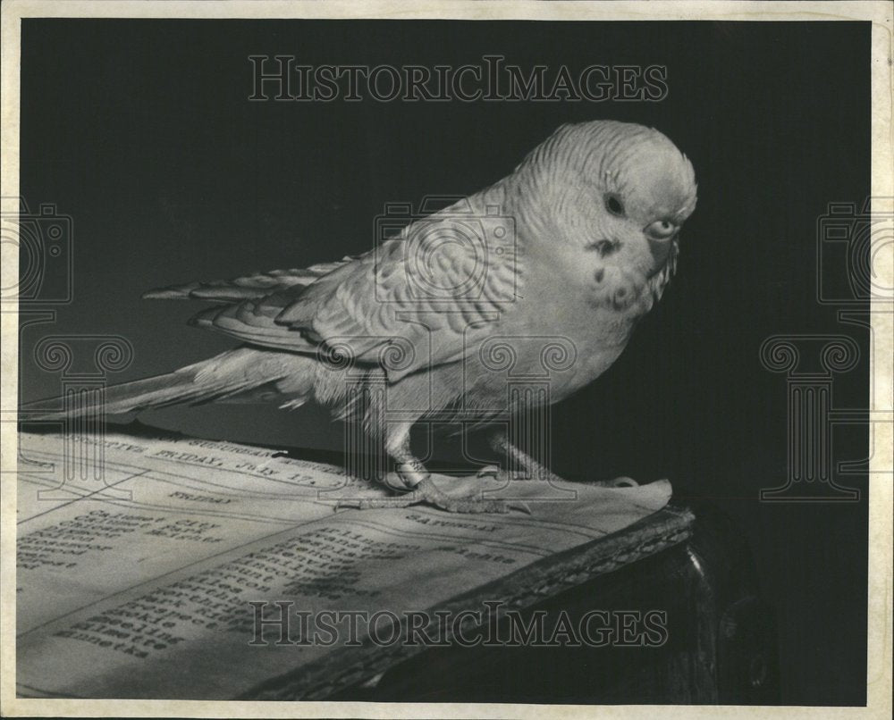 1953, Parakeet Anti Cruelty Society - RRV75673 - Historic Images