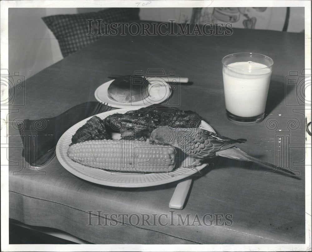 1958, A bird eating off a plate of food - RRV75677 - Historic Images