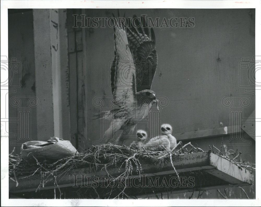 Birds Hawk babies Male Red Tailed-Historic Images