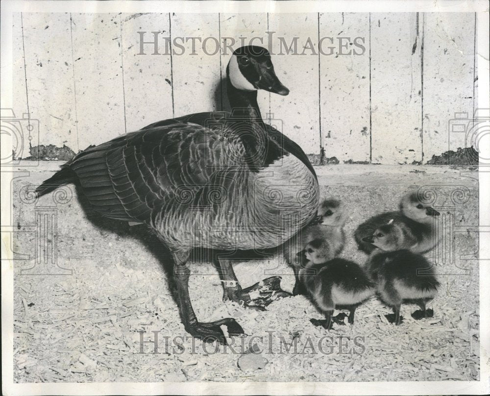 1954 Press Photo Goose Wee Old Quadruplet Mellody - RRV75709 - Historic Images