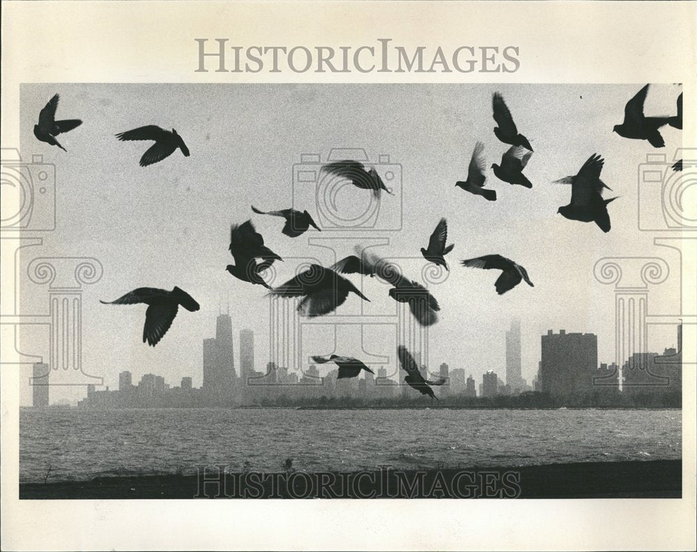 1981 Montrose Harbor Birds - Historic Images