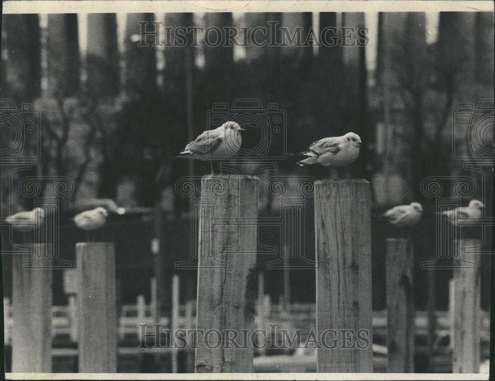 1977 Burnham Harbor Meigh Area Field Gulls - Historic Images