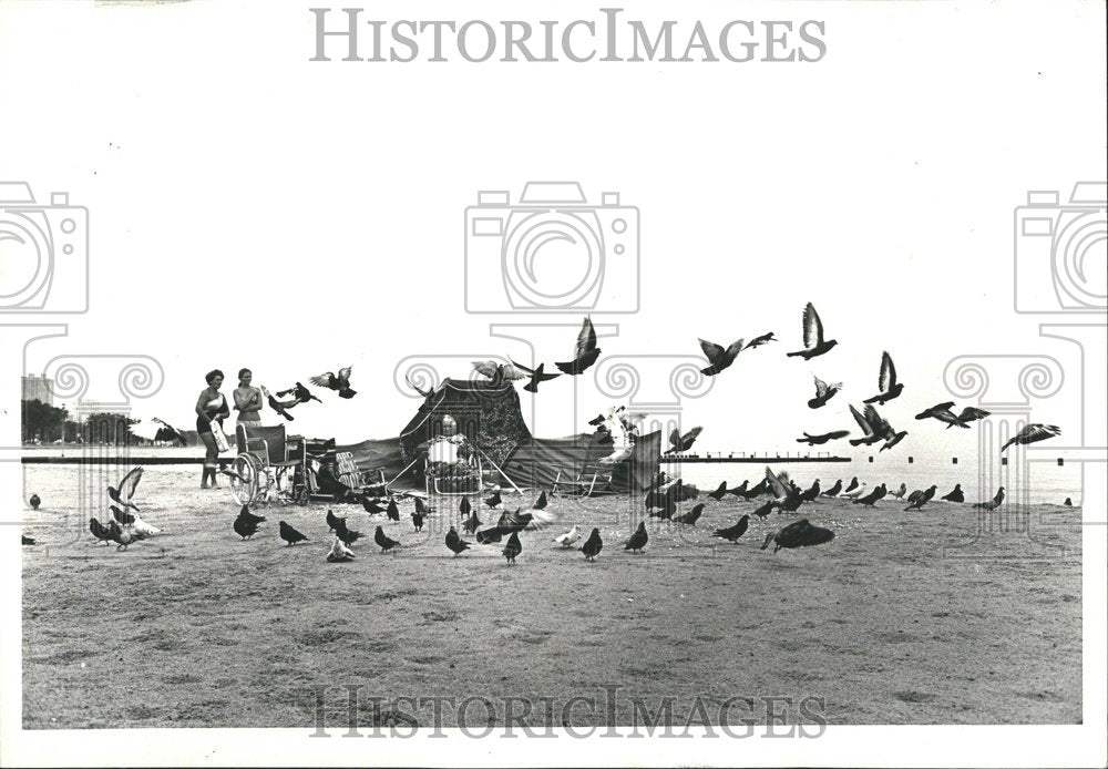 1978, Pigeons Eleanor Arens - RRV75735 - Historic Images