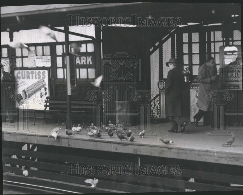 1955 Press Photo Chicago pigeons on the &quot;L&quot; - RRV75741 - Historic Images