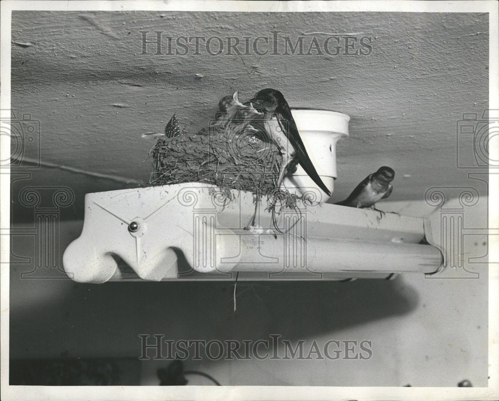 1952, Swallow family - RRV75745 - Historic Images