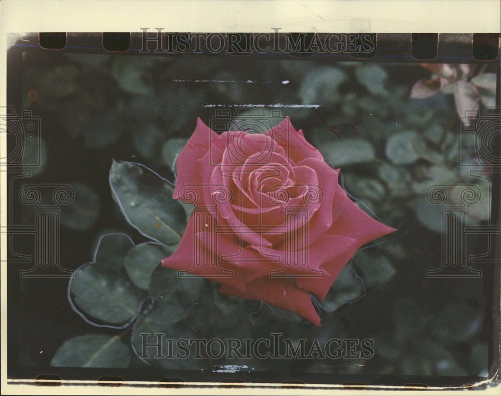 1983 Press Photo Large Red Colored Rose In Bloom - Historic Images