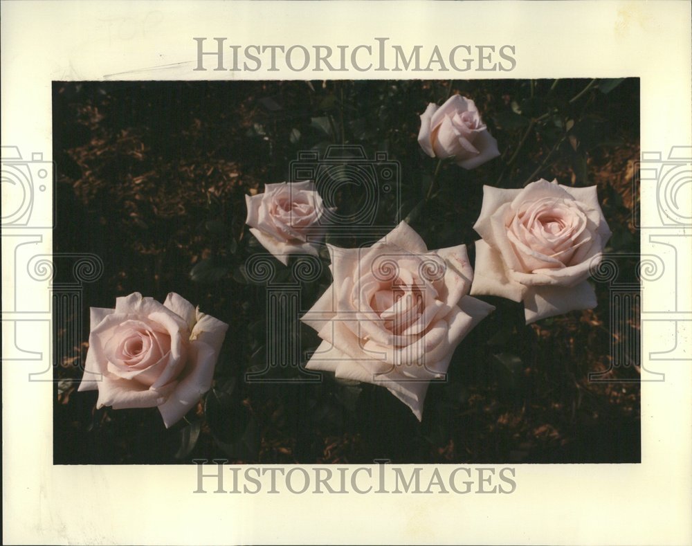 1994, Garden of roses won several awards - RRV76737 - Historic Images