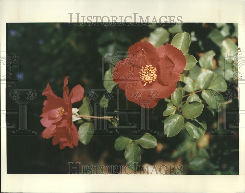 1994, Oriental Charm Rose Closeup - RRV76741 - Historic Images