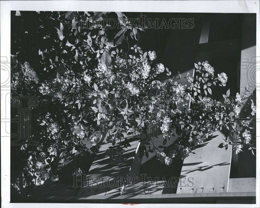 1960 Press Photo Miniature Climbing Roses &quot;Candy Cane&quot; - RRV76757 - Historic Images