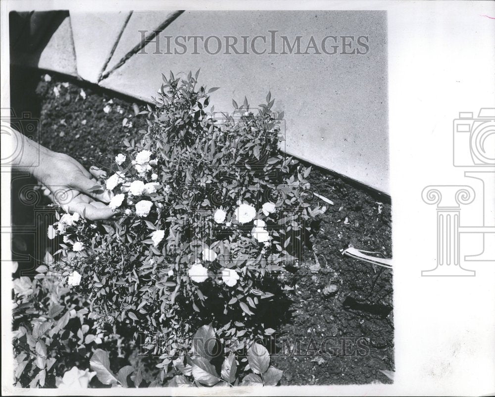 1962 Press Photo Sweet Fairy Miniature Roses - RRV76759 - Historic Images