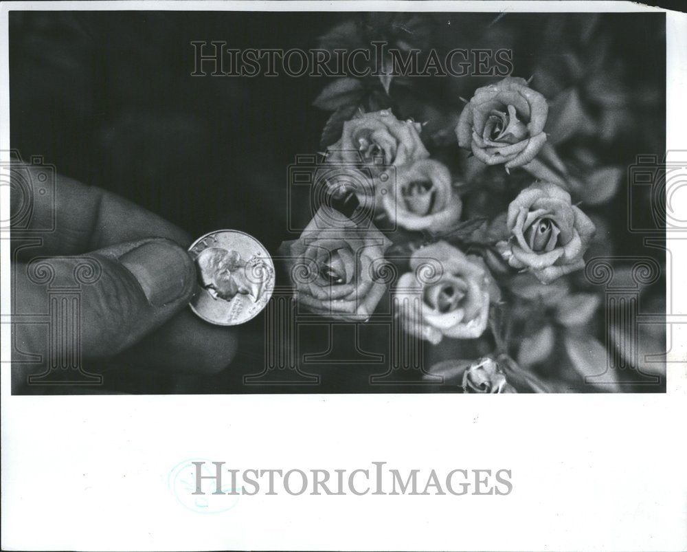 1977, Miniature Red Roses Quarter Hand - RRV76761 - Historic Images