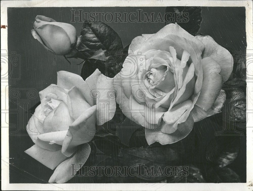 1956 Peace Roses Closeup - Historic Images