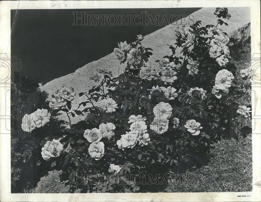 1949 Press Photo Floribunda Rose Fashion Plant - Historic Images