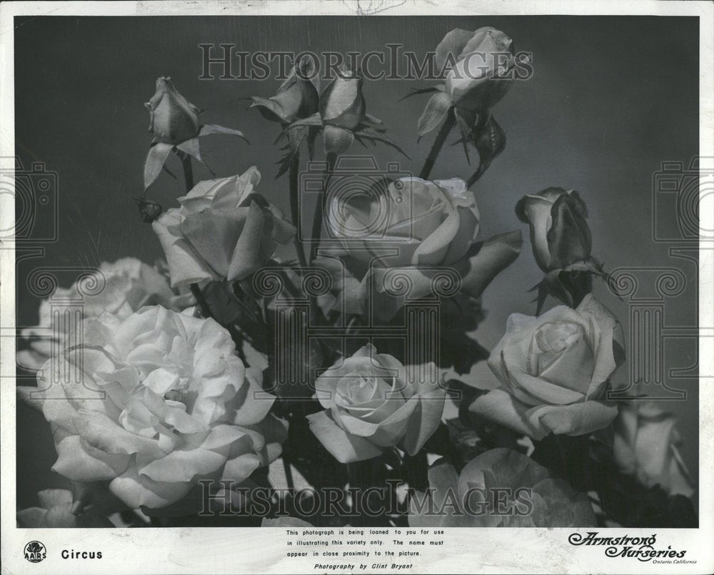 1955 Floribunda Sun Garderns-Historic Images