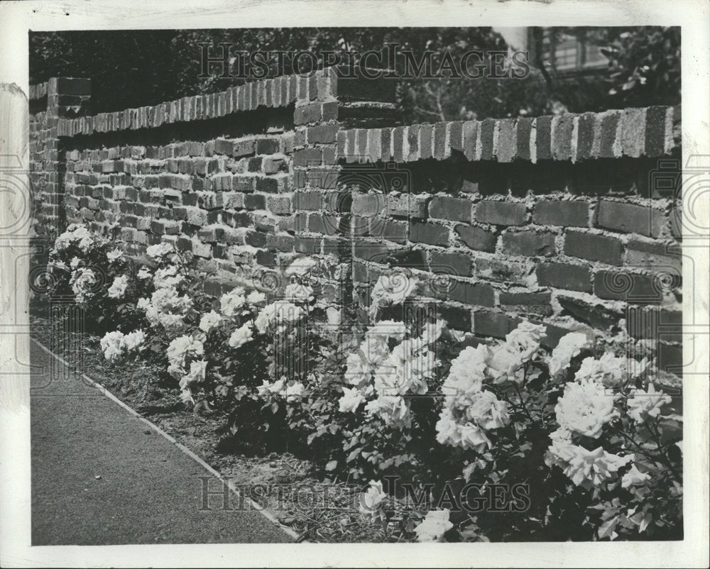 1953 Press Photo Floribunda Roses Brick Wall - Historic Images