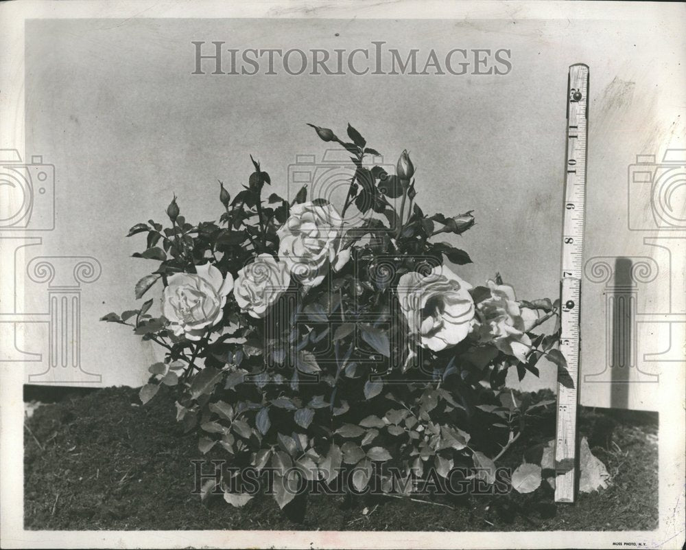 1952 Dwarf Floribunda Pigmy Gold Roses-Historic Images