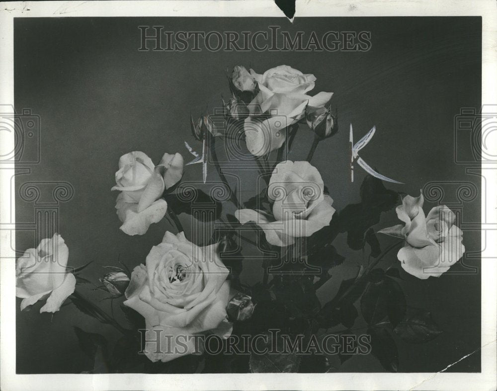 1955 Press Photo Roses - RRV77009 - Historic Images