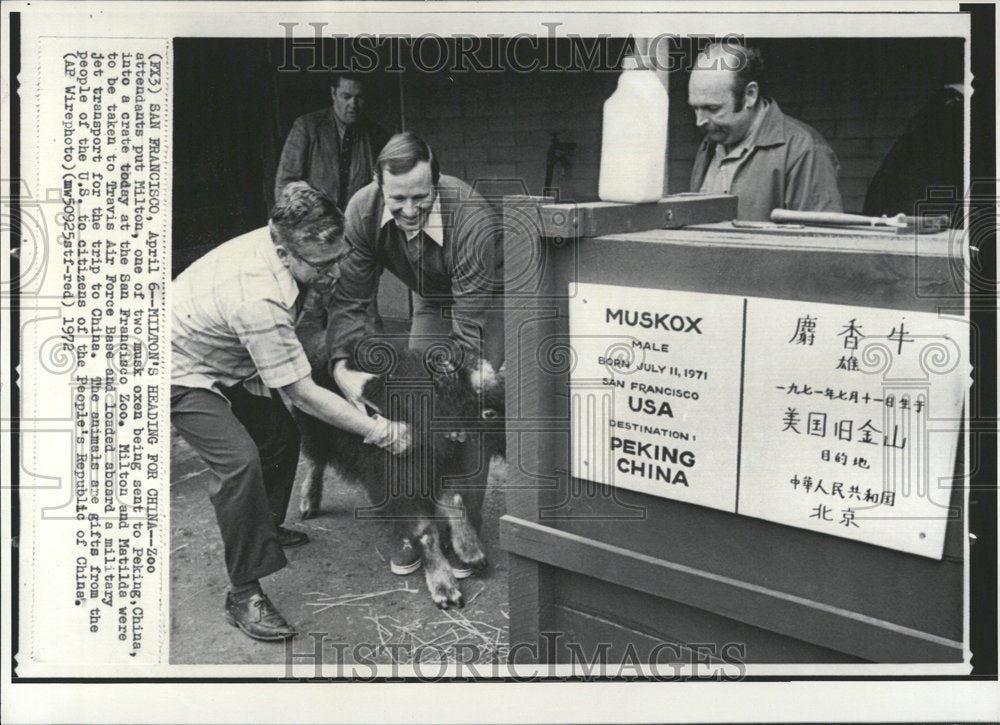 1972 Musk Ox Loading San Francisco-Historic Images