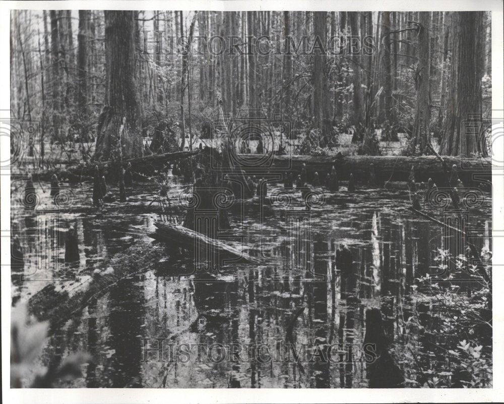 1975 Little Black Slough swamp Illinois-Historic Images