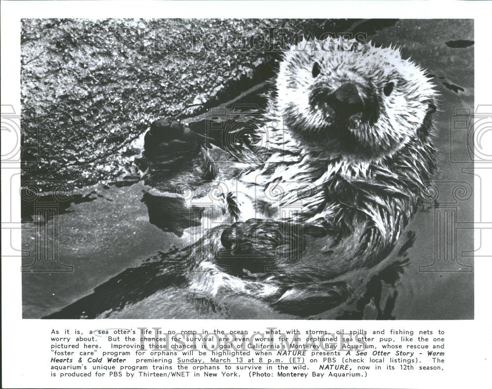 Press Photo Orphaned Sea Otter Pup Pictured - RRV87667 - Historic Images