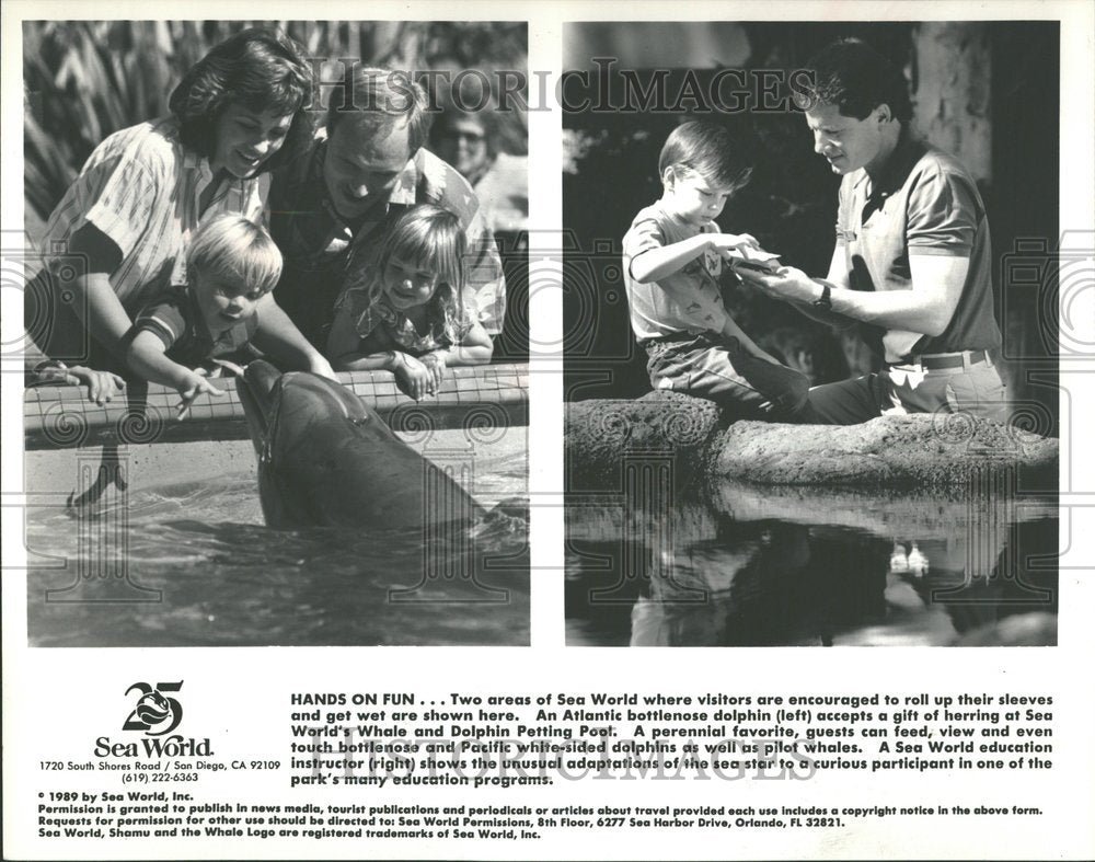 1989, Sea World Dolphin Sea Star Instructor - RRV87669 - Historic Images