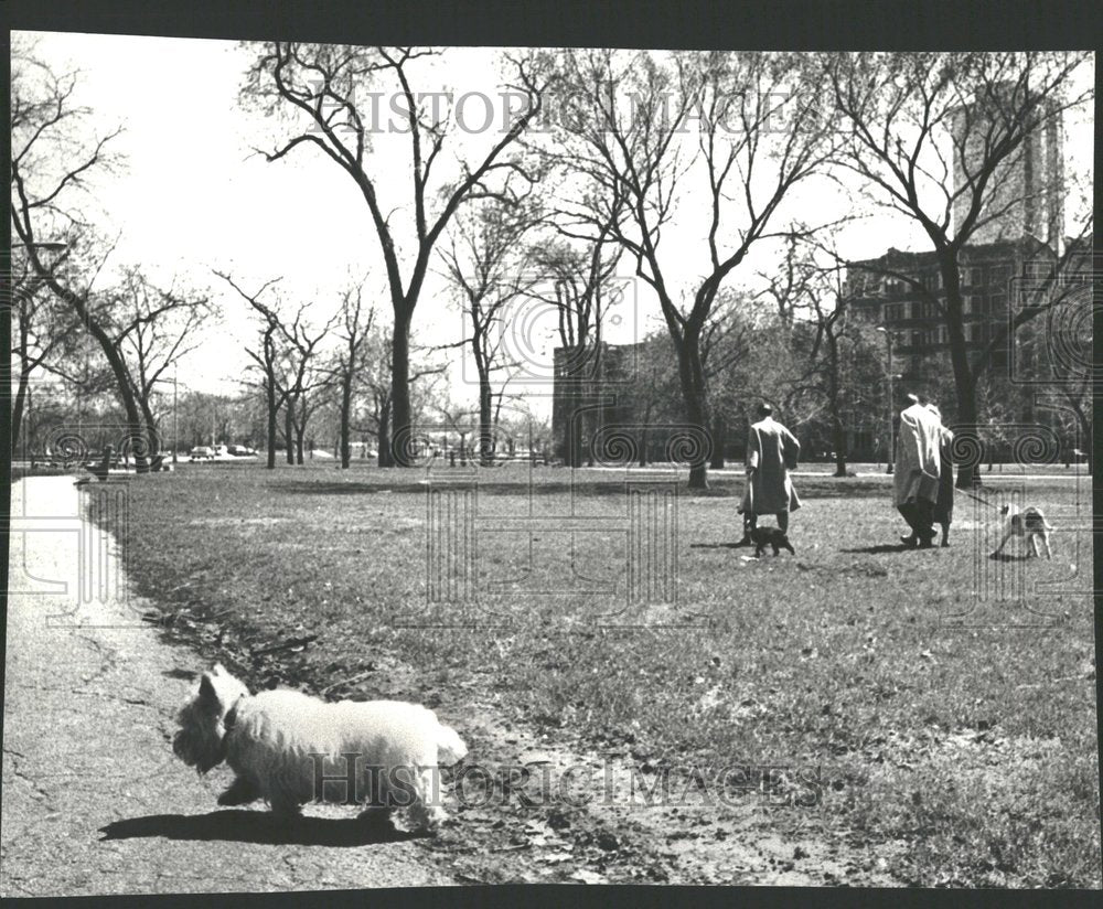 1978, Dog Walkers Lincoln Park West Center - RRV87713 - Historic Images