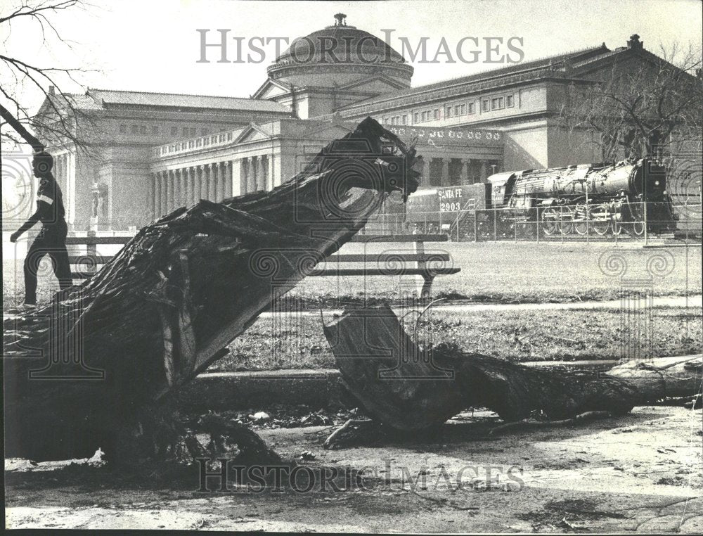 1978, Dead Tree Museum Science Industry Park - RRV87739 - Historic Images