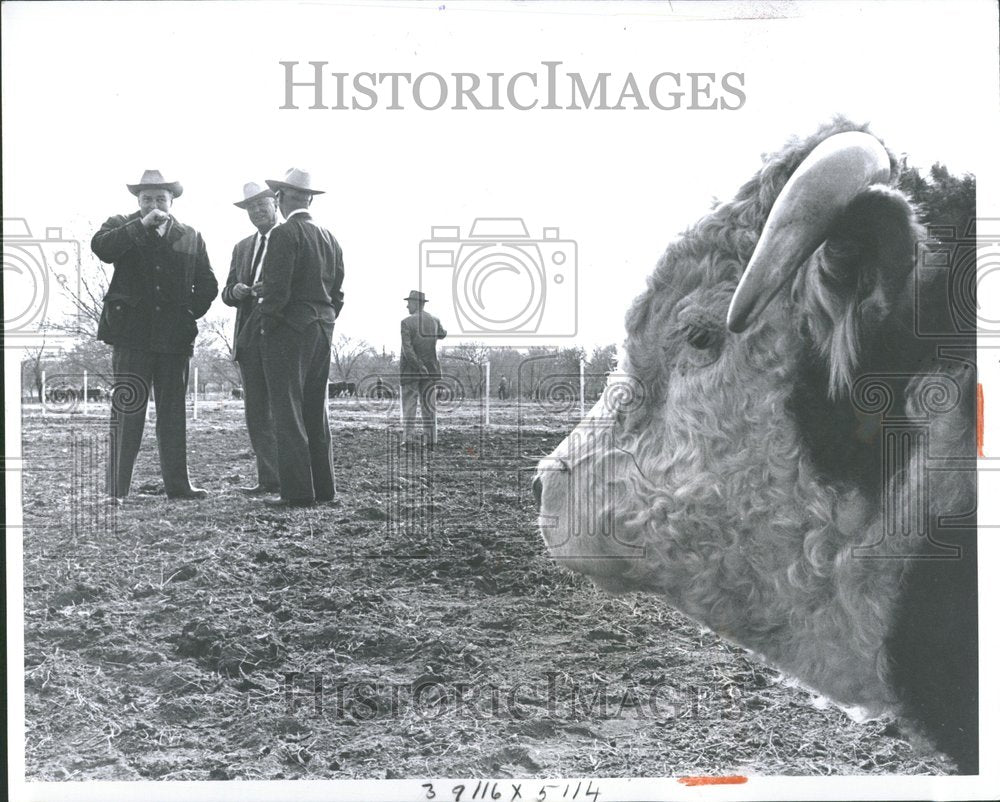 1964 Hereford Ranch Winthrop Rockefeller-Historic Images