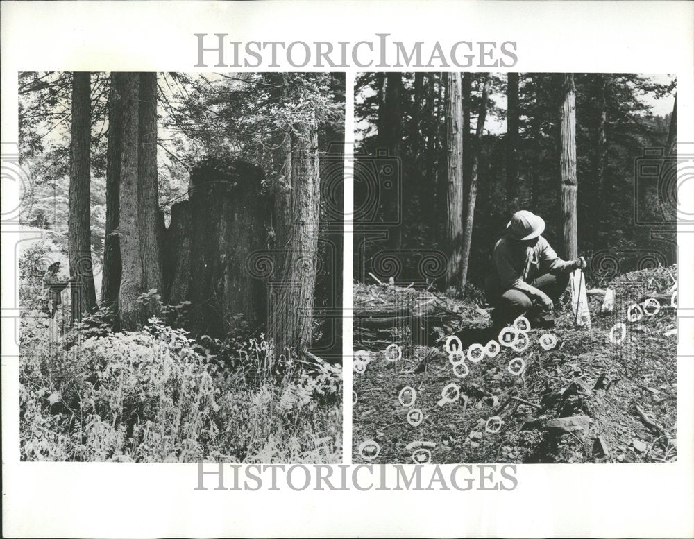 1965 Redwood Forests Tress Nature Farming-Historic Images