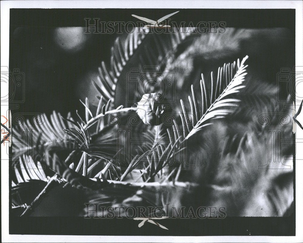 1970 Press Photo Tree Dawn Redwood - Historic Images