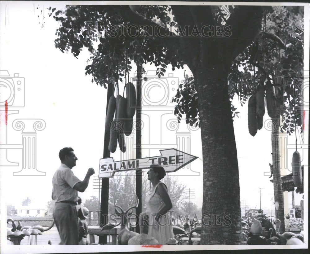 1952, Visitors Take A Look At A Sausage Tree - RRV88989 - Historic Images