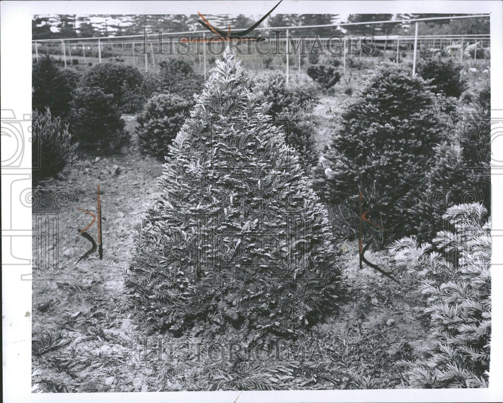 1960, Evergreen Trees - RRV89009 - Historic Images