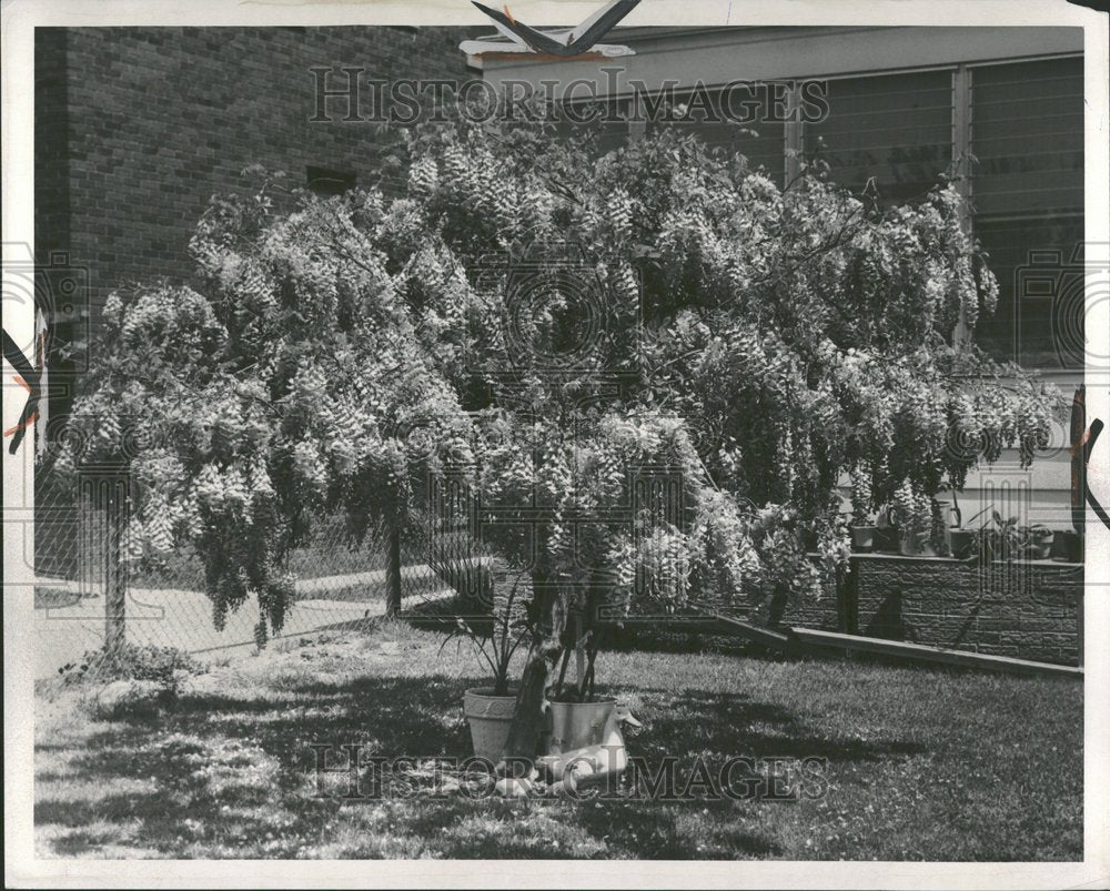 1958 Wisteria Tree Garden Nature-Historic Images