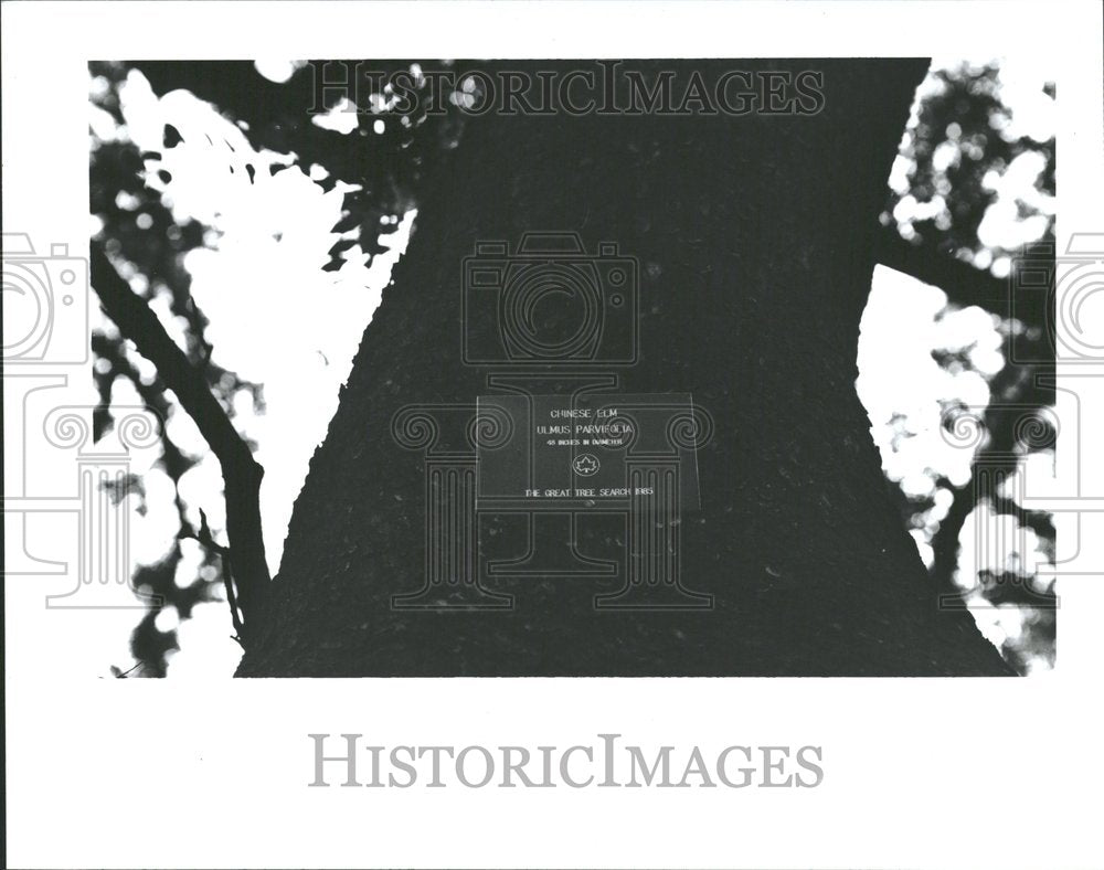 1990 Chinese Elm Tree With Plaque - Historic Images