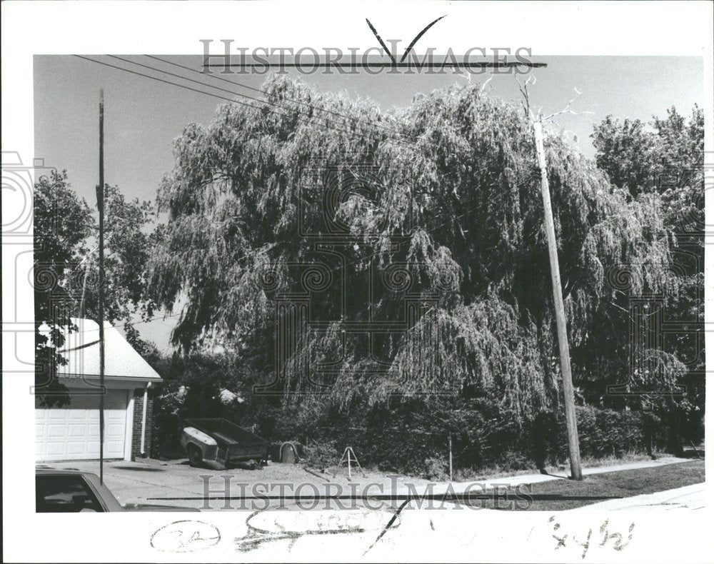 1985, Weeping Willow Tree Horvath Residence - RRV89089 - Historic Images