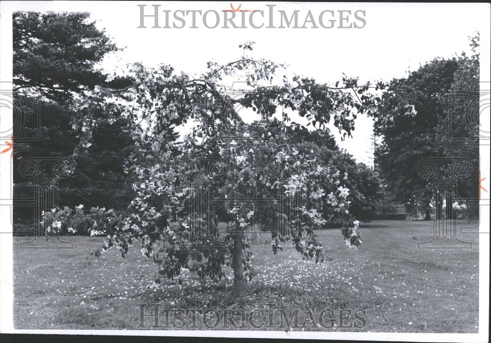 1970 Red Jade Crabapple Tree Blooming - Historic Images