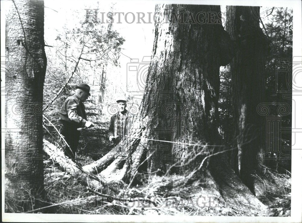 1969 Yellow Spruce Tree Hemlock Birch-Historic Images