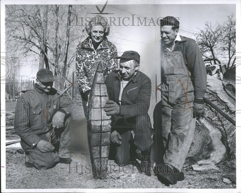 1974 Press Photo Workers Cut &amp; Shape Fallen Elm Tree - Historic Images