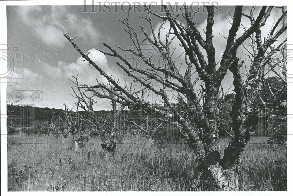 1981 Press Photo Orchard - Historic Images