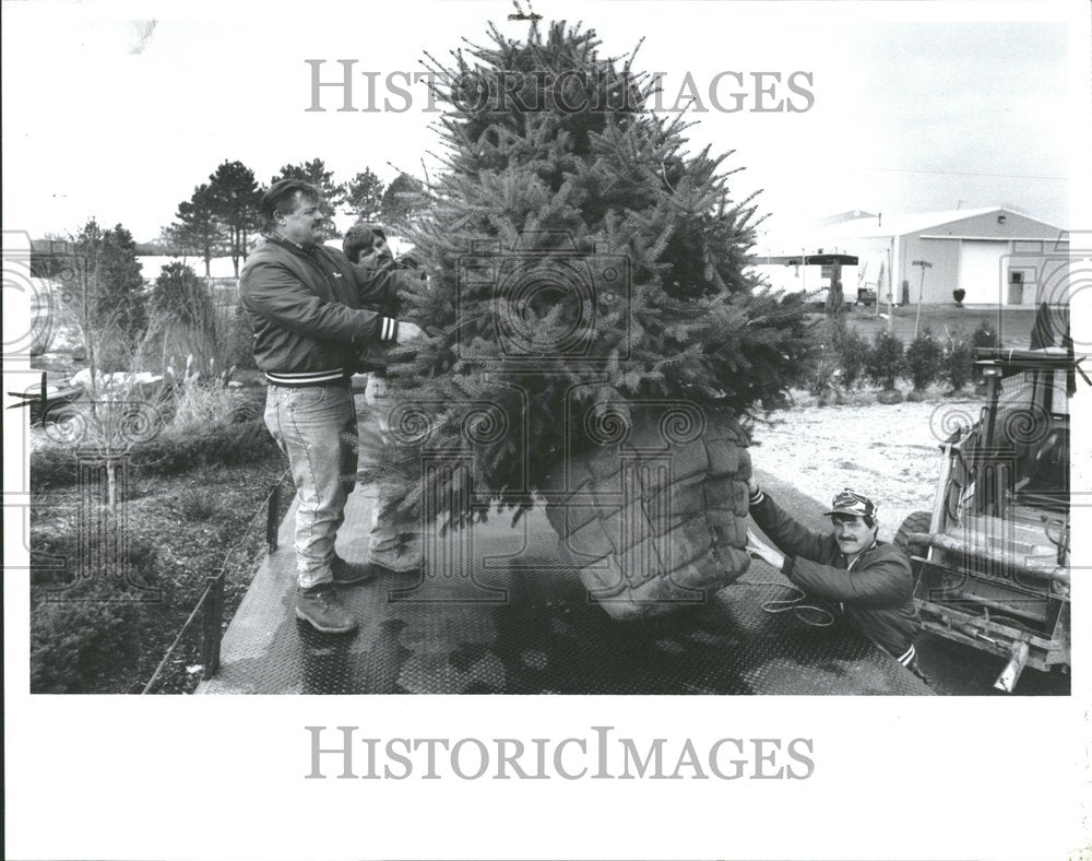 1992, Wiegands Nursery Men Moving Spruce - RRV89127 - Historic Images