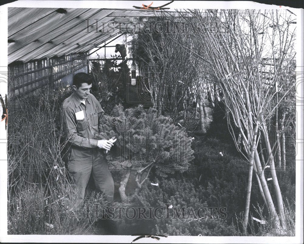 1964 William Mihelich Jr. Trimming Trees-Historic Images