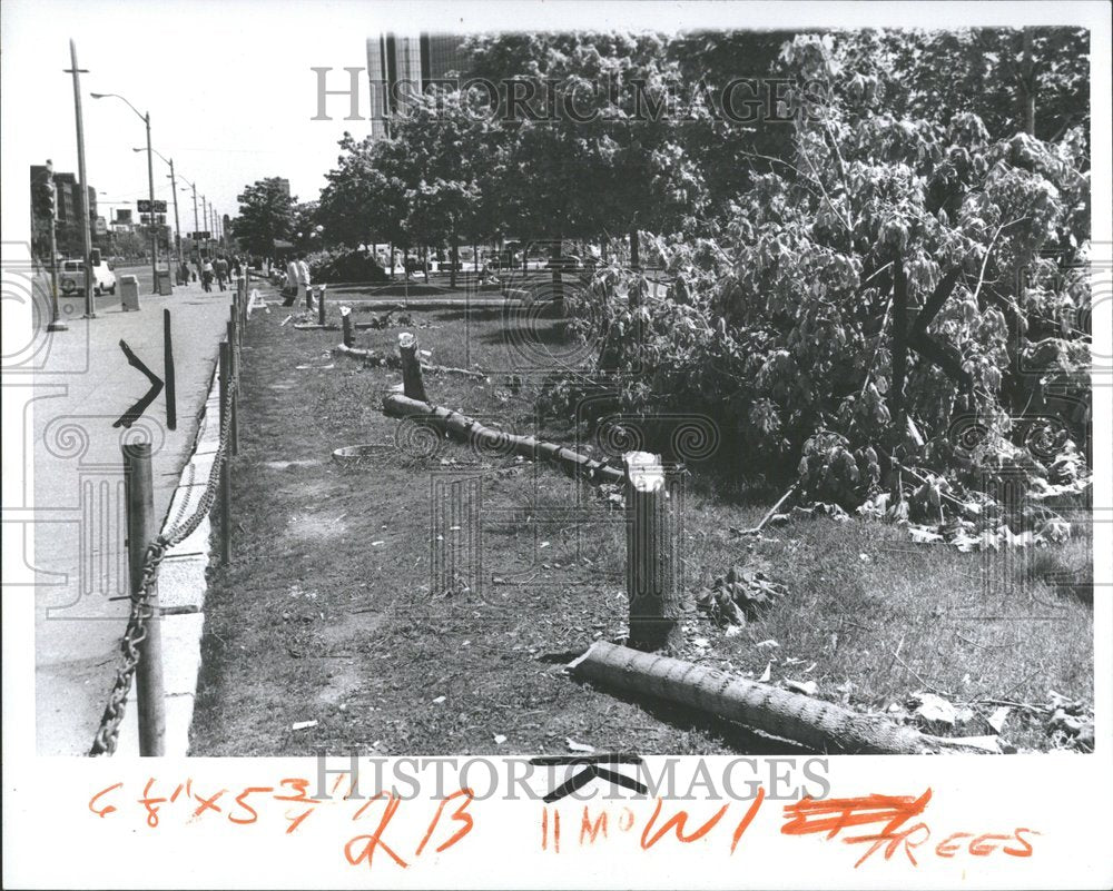 1979 Press Photo Maple Tree Cutting Detroit - Historic Images