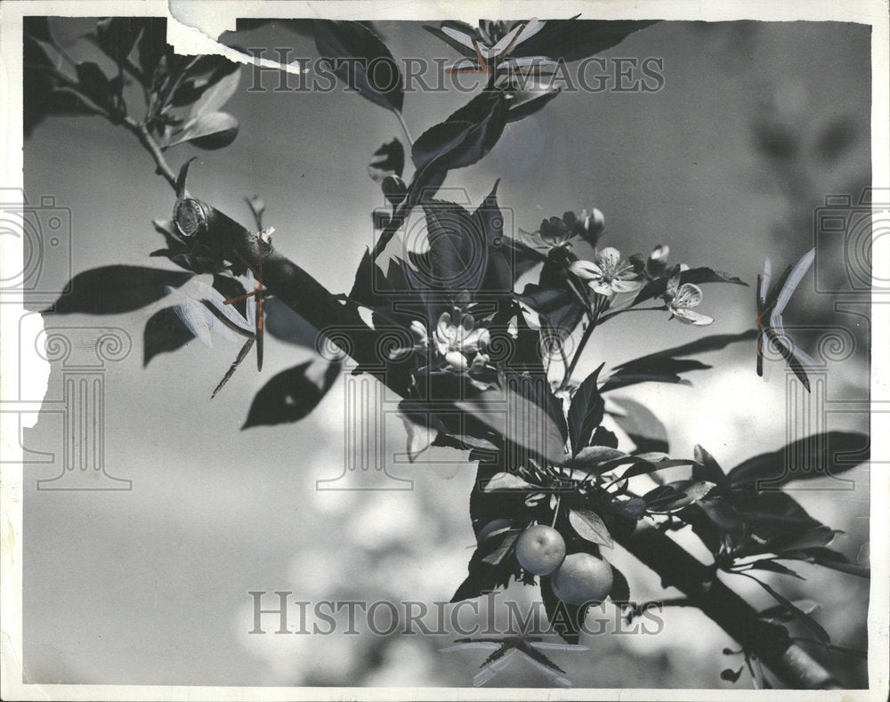 1937 Japanese Crabapple Tree  - Historic Images