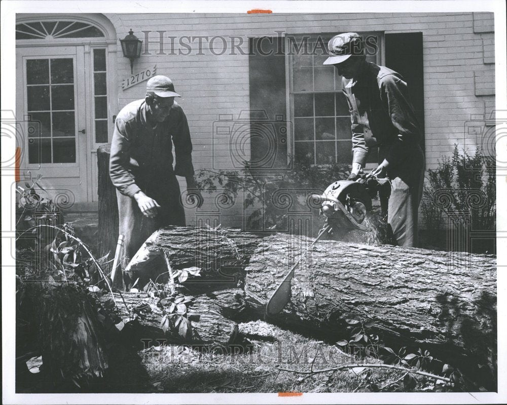 1959, Aaron Barber &amp; Ray Wilcox Cutting Tree - RRV89145 - Historic Images