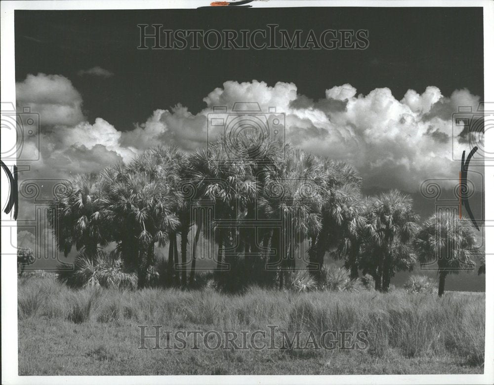 1976, Palm Tree Sabal beautiful sky Nature - RRV89395 - Historic Images